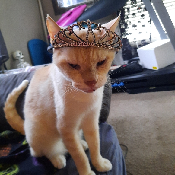 Meet your Posher, Christina - Picture 4 of 7